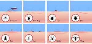 Various types of insects and their effects on the skin