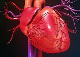 Closeup of a human heart