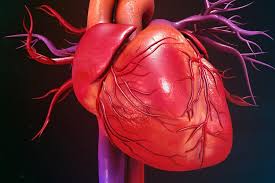 Closeup of a heart