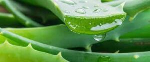 Aloe vera plant - natural remedy for burns and skin healing