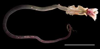 Close-up photo of a Lamellibrachia Judigobini, showcasing intricate details of the sea worm.