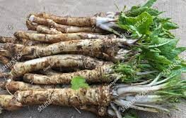 Horseradish root on display