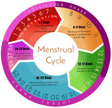 Menstruation cycle wheel diagram