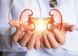  Person Holding Digital Image of Healthy Kidneys - Advocating Kidney Health on World Kidney Day