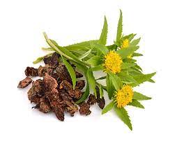 Rhodiola: Natural Adaptogen for Energy and Focus