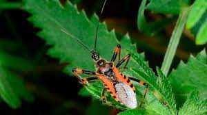 Trypanosoma cruzi parasite resting on a leaf, the cause of Chagas disease