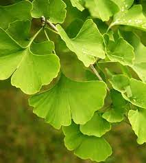 A close-up of Ginkgo biloba leaves, a herbal remedy reputed for its potential cardiovascular benefits and overall health promotion.