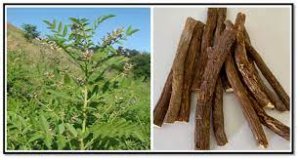 Licorice Root - Herbal Remedy for Peptic Ulcer Relief