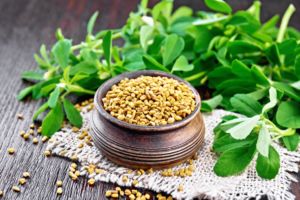 Fenugreek leaves and seeds, natural remedies for managing diabetes mellitus