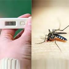 Person holding a thermometer with elevated temperature next to Aedes aegypti mosquito: Potential signs of mosquito-borne diseases.