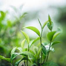 Tea tree plant with narrow green leaves 