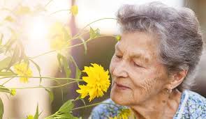 Elderly woman smelling a yellow flower - Enjoying Nature's Fragrance