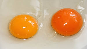 egg yolks on display: A rich source of nutrients for a balanced diet.
