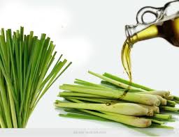  Harnessing Lemongrass Benefits