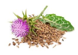 Gout Relief: Exploring Milk Thistle Benefits