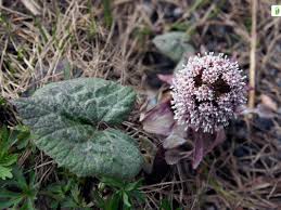 Herbal Butterbur plant: Natural Relief for hay fever Symptoms