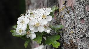 Hawthorn Flower: Herbal Remedy for High cholesterol