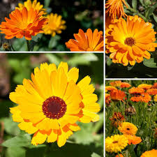 Calendula Flowers: Soothing Relief for Hemorrhoids and Irritation