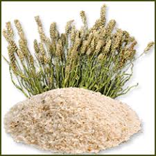 Psyllium Plant and Grains: Natural Fiber Source