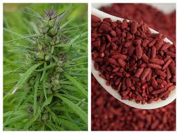 Red Yeast Rice Plant and Grains: Natural Cholesterol-Lowering Remedy