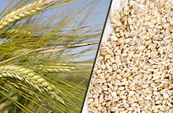 Barley Plant and Grains: Nutritious Whole Grain Source