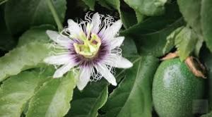 Close-up of passionflower blossoms and developing fruits