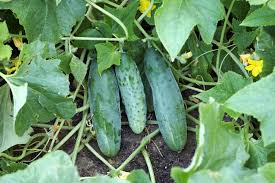 Cucumber Plant: Source of Freshness and Relaxation