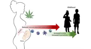 Drawing illustrating the effects of cannabis on a pregnant woman