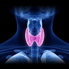 thyroid day: Anatomy illustration of the thyroid gland