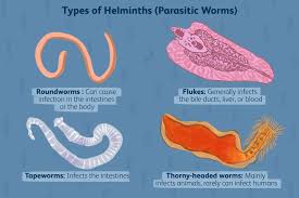 Various types of intestinal worms, including roundworms, tapeworms, whipworms, and hookworms, showcased for educational purposes.