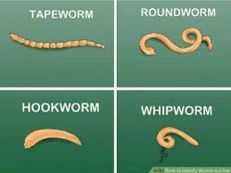 Display of intestinal worms: roundworms, tapeworms, whipworms, and hookworms