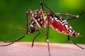 Close-up image of Aedes aegypti mosquito, the carrier of Dengue fever, highlighting the vector responsible for the growing concern in St. Lucia.