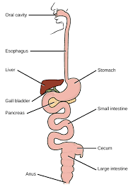 Visual representation of the digestive tract