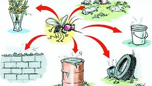 Various mosquito breeding sites depicted in images, showcasing potential habitats like stagnant water in flower pots, discarded tires, and uncovered containers, contributing to the proliferation of Aedes mosquitoes.