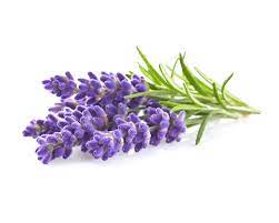 Aromatic lavender stems gathered in a bunch
