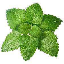 Display of lemon balm leaves, known for their aromatic properties