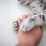 Close-up of a pets cat's paw in its owner's hand.