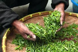 Man examining vibrant green tea leaves in a large tray, showcasing the essence of green tea processing.