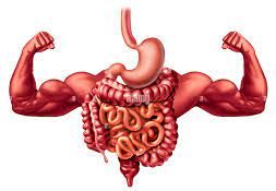 An image of the digestive system showcasing its intricate muscles, vital for maintaining gut health and promoting smooth digestion.