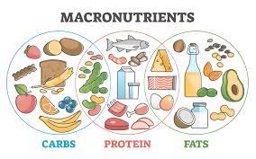 Essential Macronutrients - Diverse selection of proteins, fats, and carbs for a balanced diet supporting overall health and PCOS symptom management.