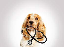 Cute dog with stethoscope around its neck.
