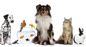 Collection of assorted pets showcasing diversity.