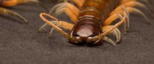 A large centipede, crawling on a surface.