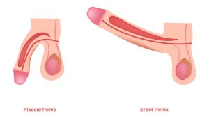 Flaccid penis depicting erectile dysfunction and an erect penis illustrating improved blood flow and response.