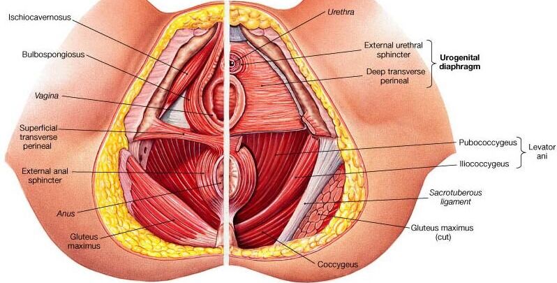 Cross-sectional view illustrating the anatomy of the pelvic floor, showcasing the key muscles involved in Kegel exercises.