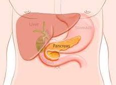 Artistic depiction of the pancreas in honor of Pancreatic Awareness Month.